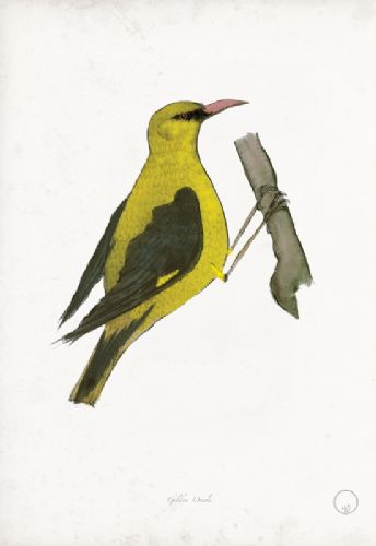 Golden Oriole art print by Tony Fernandes